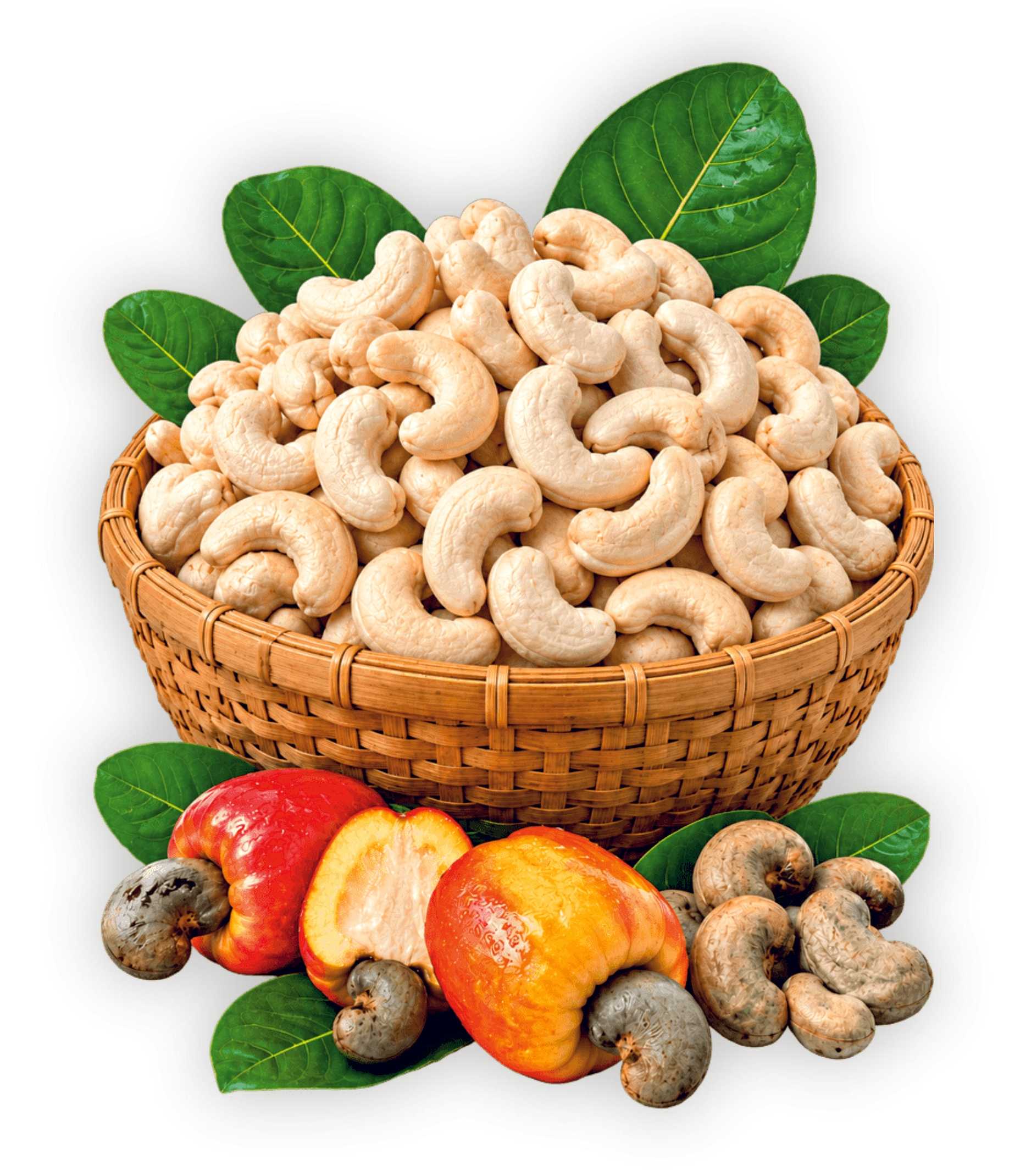 Fresh Cashew Nuts